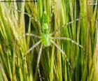 Yeşil lynx örümcek